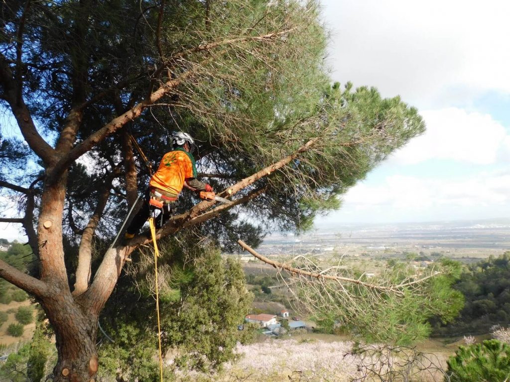 Poda de árboles 4 serveis arboricultura poda arbres reus tarragona